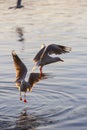 Two seagulls flying over the water and hunting fish Royalty Free Stock Photo