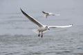Two seagulls flying over the water Royalty Free Stock Photo