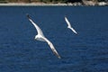 Two seagulls flying on the sea Royalty Free Stock Photo