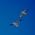 Two seagulls flying Royalty Free Stock Photo