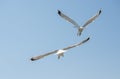 Two seagulls flying in a sky Royalty Free Stock Photo