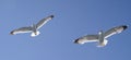 Two seagulls flying in the sky Royalty Free Stock Photo