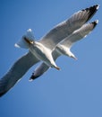 Seagulls in the sky Royalty Free Stock Photo