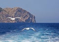 Two seagulls flying in the wake Royalty Free Stock Photo