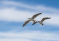 Two seagulls gracefully soaring through a vast bright blue sky Royalty Free Stock Photo