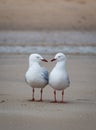 Two seagulls having conversation on a beach