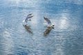 Two seagulls on the hunt, Angry Bird Hunting For Food Royalty Free Stock Photo