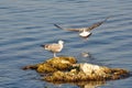 Two seagulls in juvenile plumage