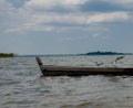 Two seagulls at a lake - on the water, sitting in a boat, and standing on the boat Royalty Free Stock Photo