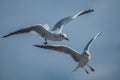 Two Seagulls landing maneuvers Royalty Free Stock Photo