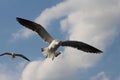 Two seagulls live in the clouds. Royalty Free Stock Photo