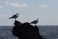 Two seagulls look at the landscape from a volcanic rock of the natural pool of FinFloy seawater in AlcalÃÂ¡, Tenerife, Spain Royalty Free Stock Photo