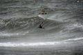 Two Seagulls looking to Land on Cresting Wave