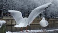 Two seagulls in love at Zurich