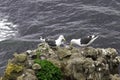 Two seagulls near a nest on a rock on an ocean coast