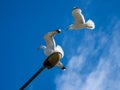 Two seagulls, one is sitting on a lamp post and the second is flying above