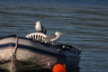 Seagulls perched on a boat and swaying on the waves