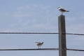 Two seagulls perched on a concrete pole and telephone cable Royalty Free Stock Photo