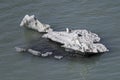 Two Seagulls Perched on an Iceberg in Glacier Bay, Alaska Royalty Free Stock Photo