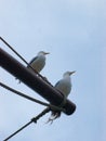 Two seagulls perched on the mast of a ship. Royalty Free Stock Photo