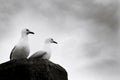 Seagulls perched on a post at a wharf in Whitianga, New Zealand