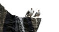 Two seagulls perched on a rugged cliff face Royalty Free Stock Photo