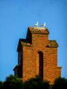 Two seagulls perched on top of a historic red brick tower Royalty Free Stock Photo