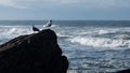 Two seagulls perched on top of a tall rock overlooking the Atlantic ocean in winter. Royalty Free Stock Photo