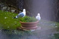 Two seagulls Royalty Free Stock Photo