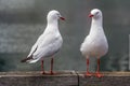 Two seagulls posing on a riverbank in Sydney, Australia Royalty Free Stock Photo