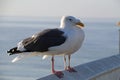Two seagulls on a railing by the sea USA California