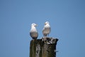 Two seagulls at rest in the sun Royalty Free Stock Photo