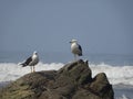 Two seagulls resting in a rock