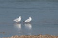 Two seagulls resting Royalty Free Stock Photo