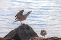 Gulls love quarrel