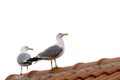 two seagulls on the roof Royalty Free Stock Photo