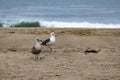 Two seagulls on the sandy beach with distant breacking wave Royalty Free Stock Photo