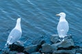 Two seagulls, seemingly talking to each other.