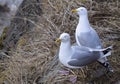 Seagull Couple Closeup