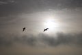 Sea gulls over clouds. Royalty Free Stock Photo