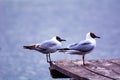 Two seagulls sit on a pier on the lake Royalty Free Stock Photo
