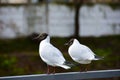 Two seagulls are sitting on the railing Royalty Free Stock Photo