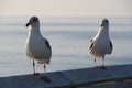 Two seagulls sit on a railing Royalty Free Stock Photo