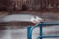 Two seagulls sitting on the blue railing Royalty Free Stock Photo