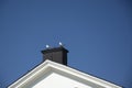 Two seagulls sitting on a chimney rooftop