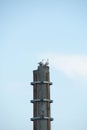 Birds on the broken mast Royalty Free Stock Photo