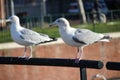 Two seagulls are sitting on the fence of a bridge in The Hague in the Netherlands. Royalty Free Stock Photo