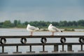 Two seagulls are sitting on the fence Royalty Free Stock Photo