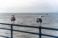 Two seagulls sitting on a fence overlooking the ocean Royalty Free Stock Photo