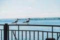 Two seagulls sitting on a fence Royalty Free Stock Photo